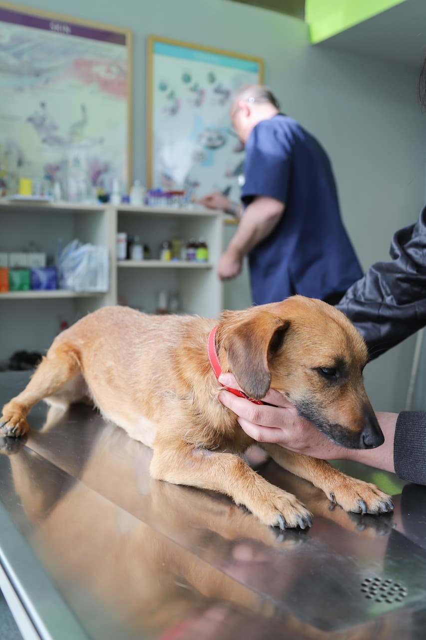 Muayene masasında sahibinin yanında sakinleştirilen köpek