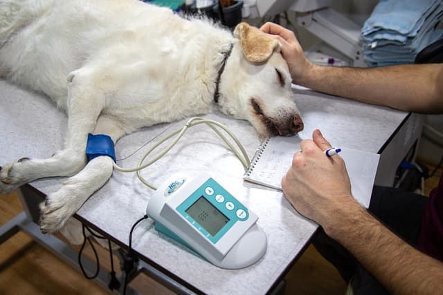 Takip cihazı eşliğinde kontrol edilen beyaz köpek